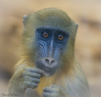 Mandrill face - Free image #288489